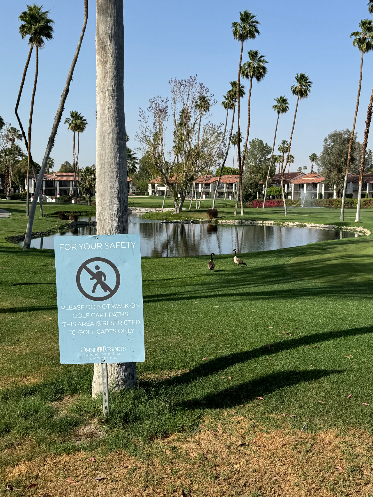 Sign warning not to walk on grass, geese by a pond, palm trees, and golf course backdrop