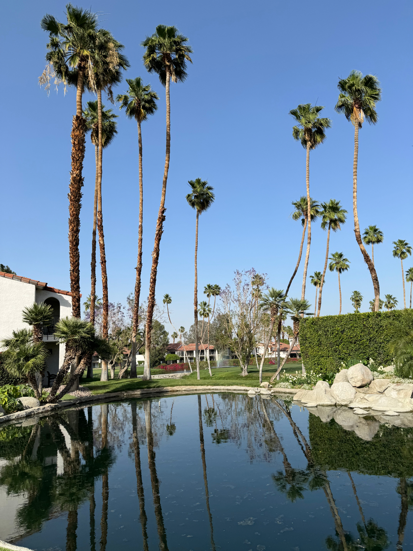 Palm trees reflected in a tranquil pond at a sunny resort location