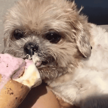 Perro pequeño comiendo un helado de cono sostenido por una persona