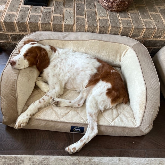 A dog resting comfortably on a pet bed indoors