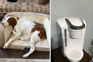 A dog lying on a pet bed and a single-cup coffee maker on a kitchen counter
