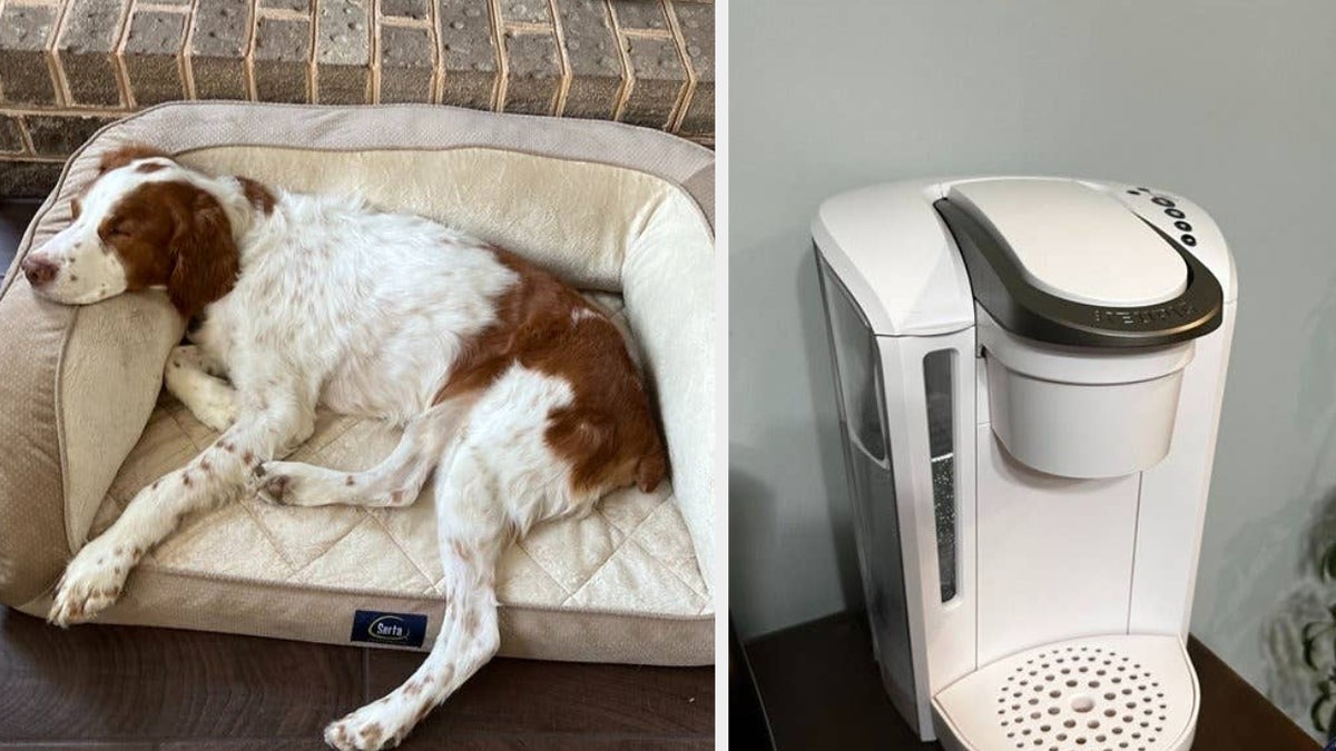 A dog lying on a pet bed and a single-cup coffee maker on a kitchen counter