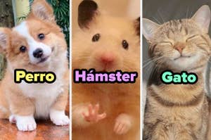 Tres paneles con un perro, un hámster y un gato, cada uno con su nombre de especie