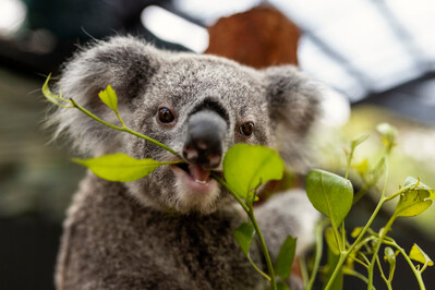 Close-up of a koala holding and munching on eucalyptus leaves