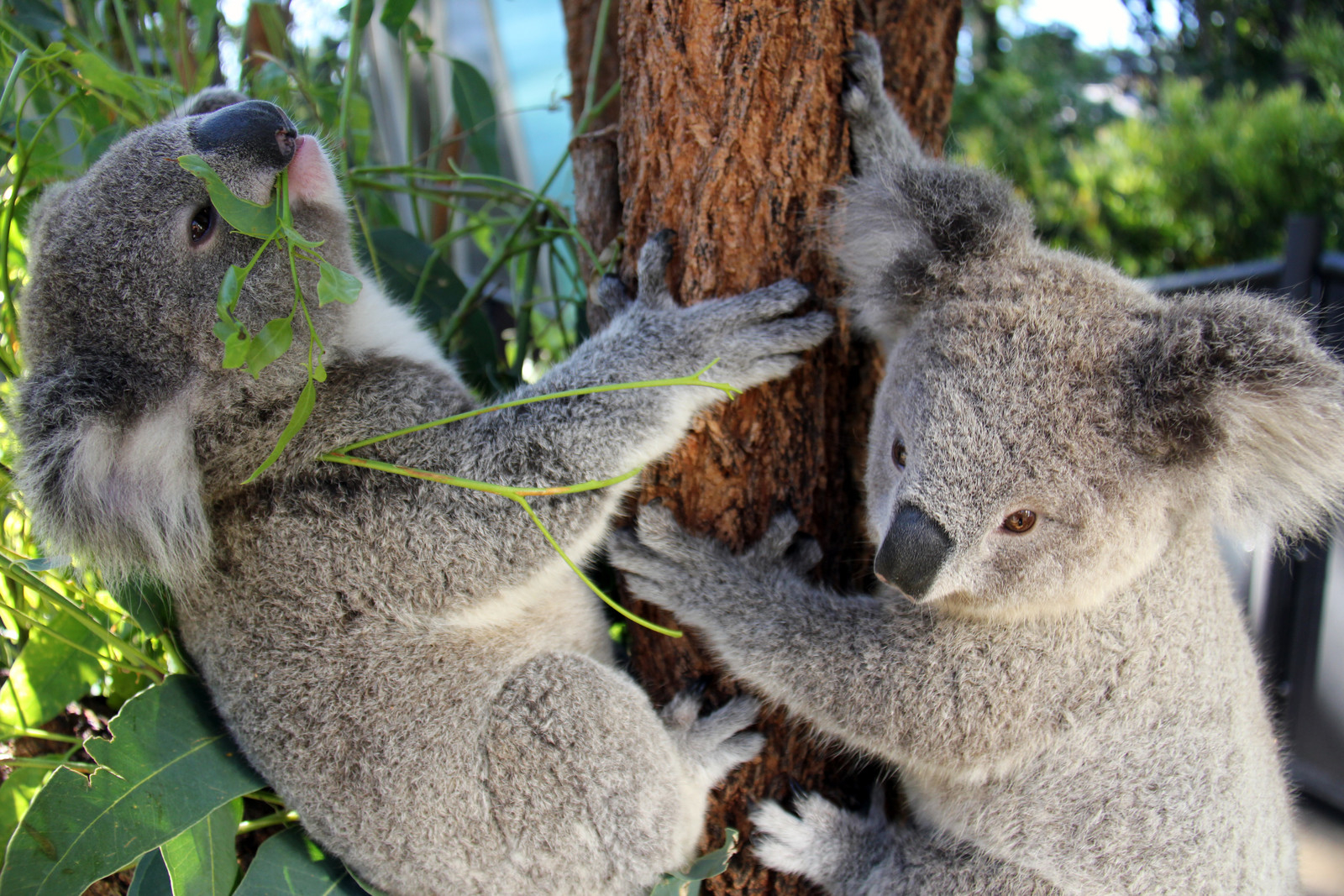 Two koalas climbing and munching on eucalyptus leaves