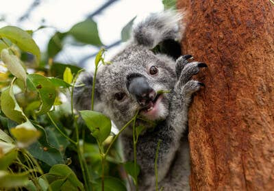 Koala clinging to a tree trunk and nibbling on eucalyptus leaves