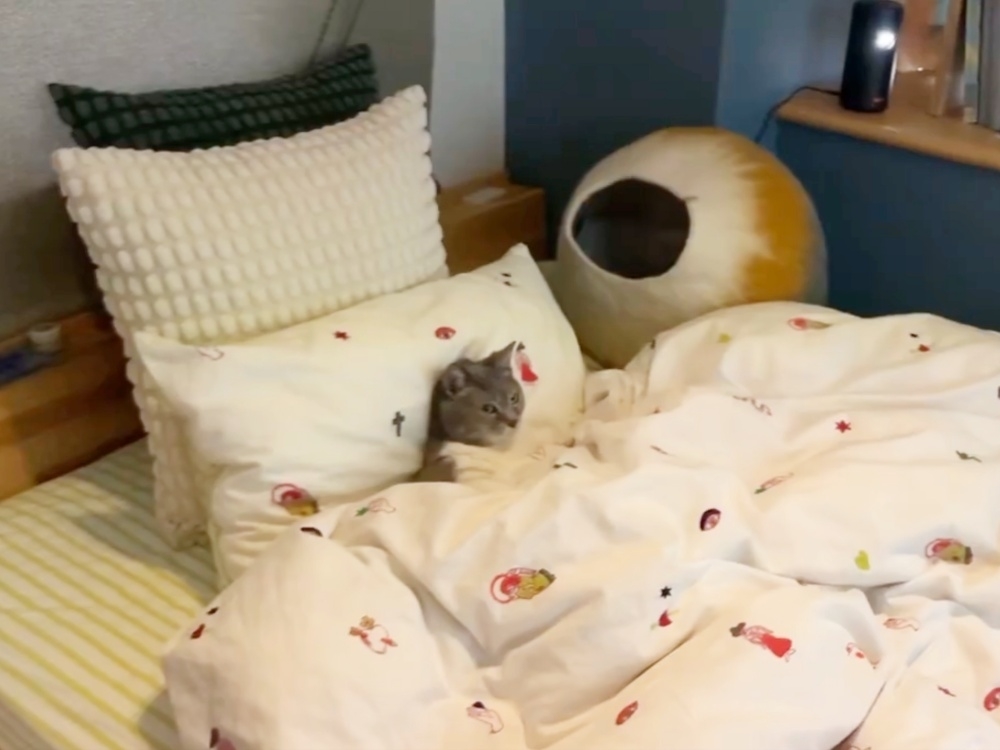 ネズミを目で追うメグちゃん