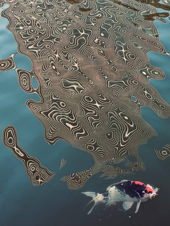 水面に映る抽象的な波紋と泳ぐ鯉。