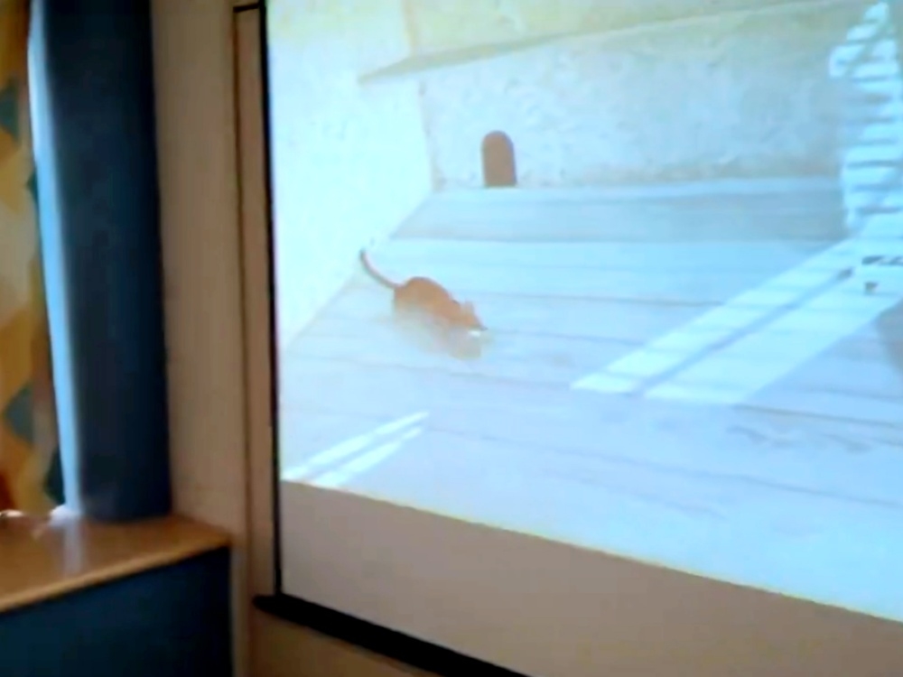 スクリーンに投影された動画には動き回るネズミの姿が