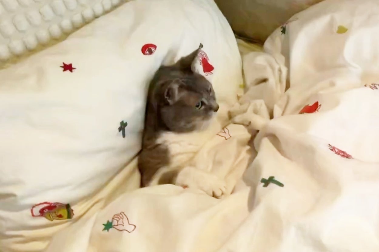 「抱っこして！」せがむ猫をベッドに座らせて動画を見せた結果→「人間の子どもやんw」まさかの392万回再生