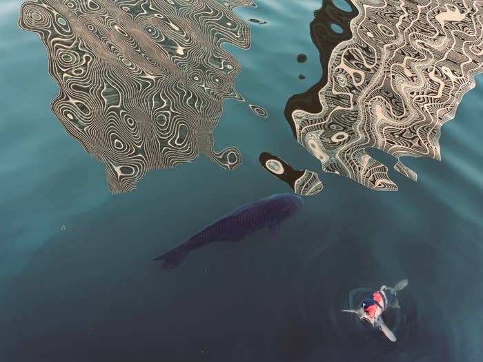 建物の反射が見える水面に錦鯉が泳いでいる。