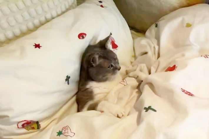 ベッドに包まれた猫がリラックスしている。