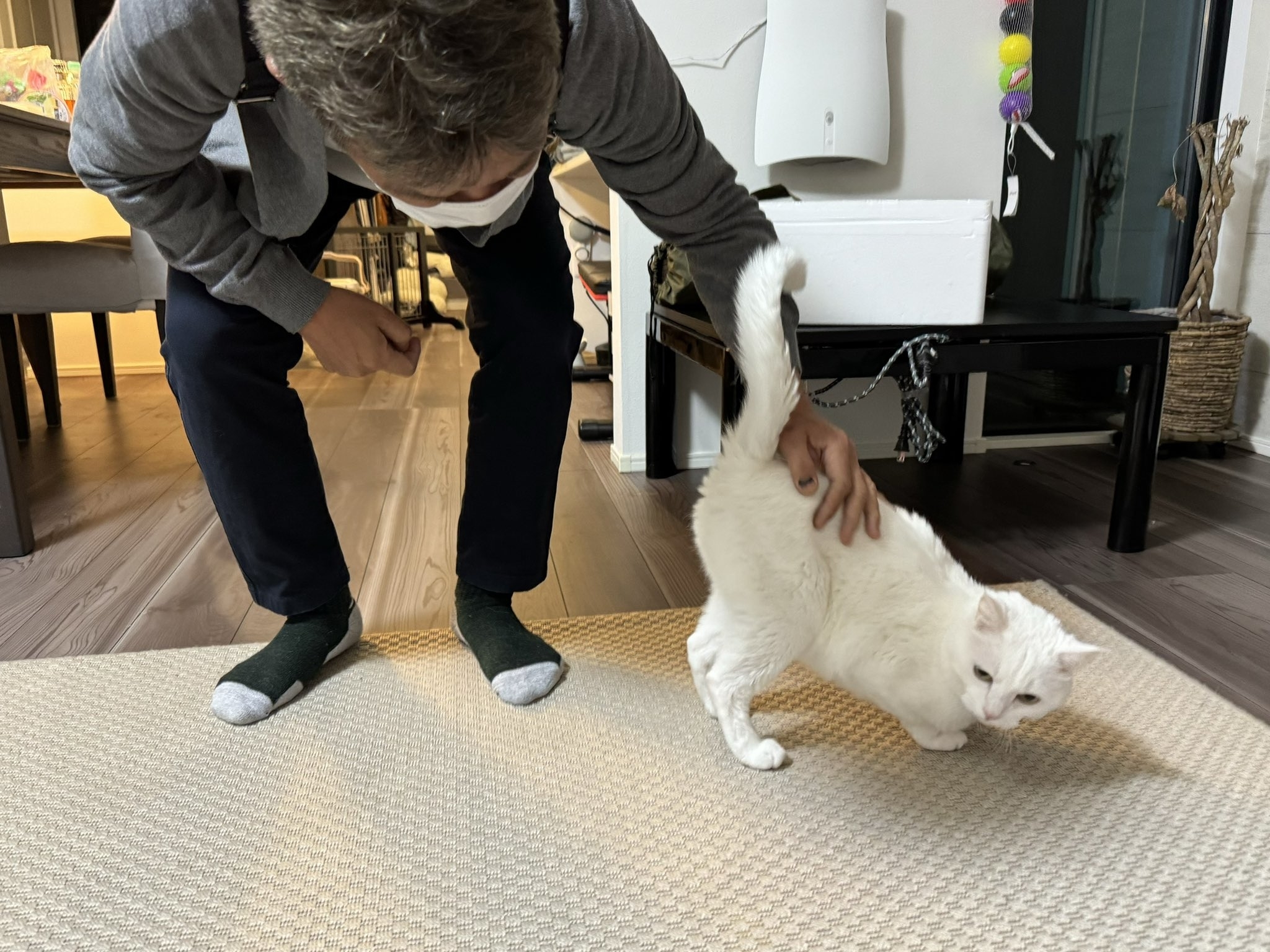 室内で白い猫をなでる男性。猫はリラックスしている様子。