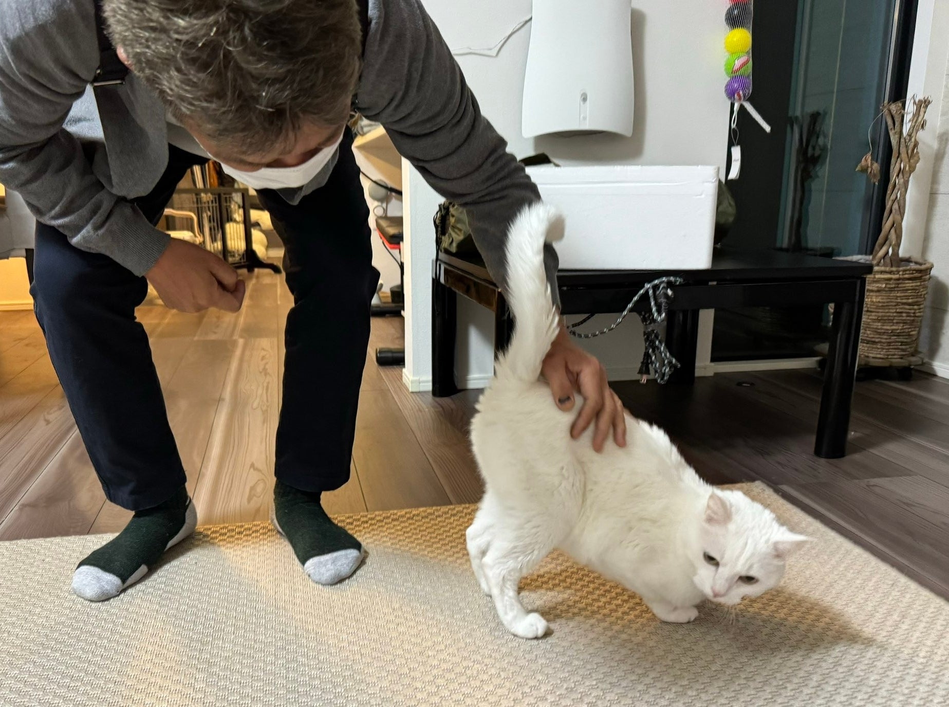 室内で白い猫をなでる男性。猫はリラックスしている様子。