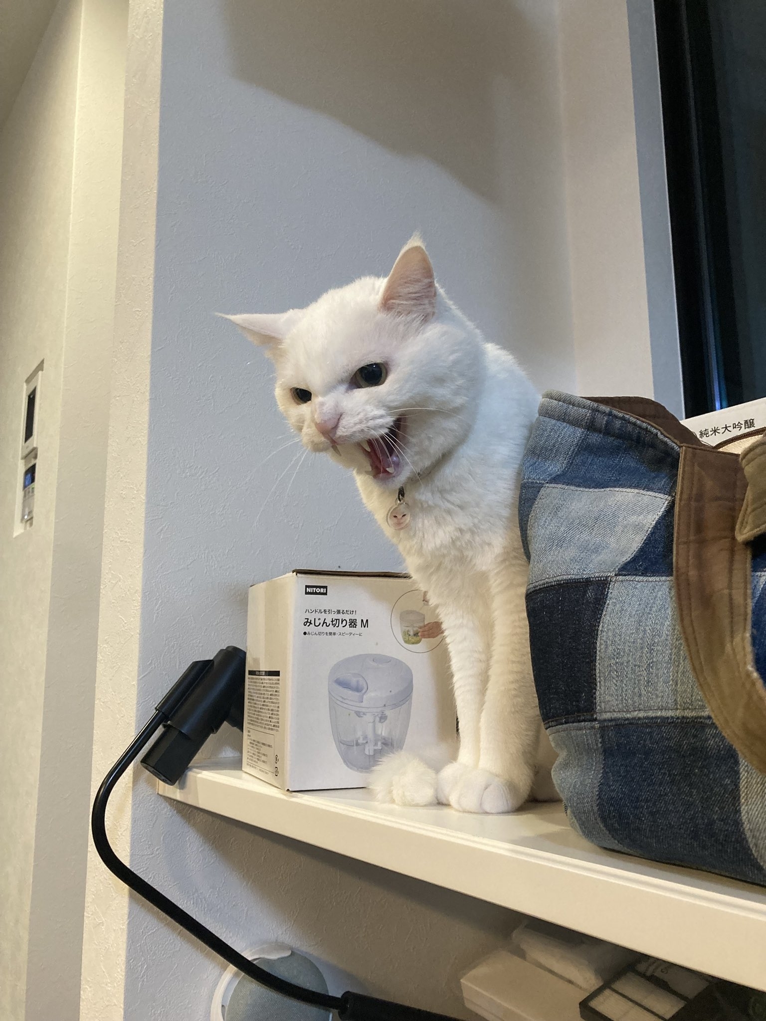 台の上に立って口を開けている白い猫。
