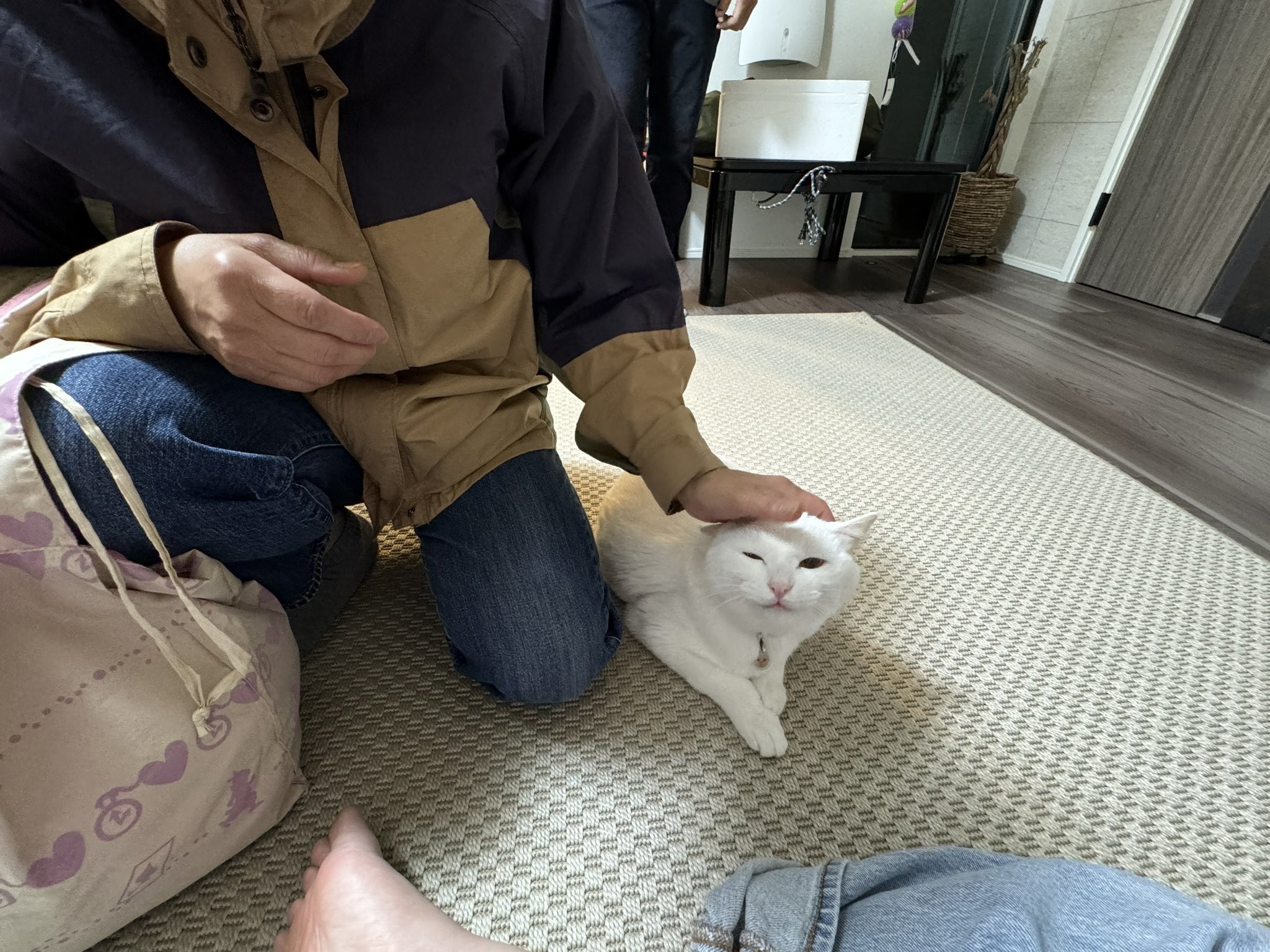 人が床に座り、白い猫を撫でています。