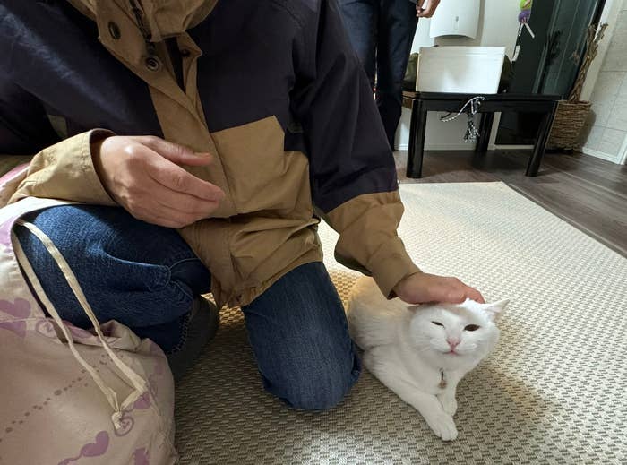 人が床に座り、白い猫を撫でています。