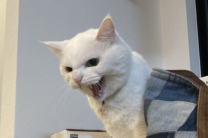 台の上に立って口を開けている白い猫。