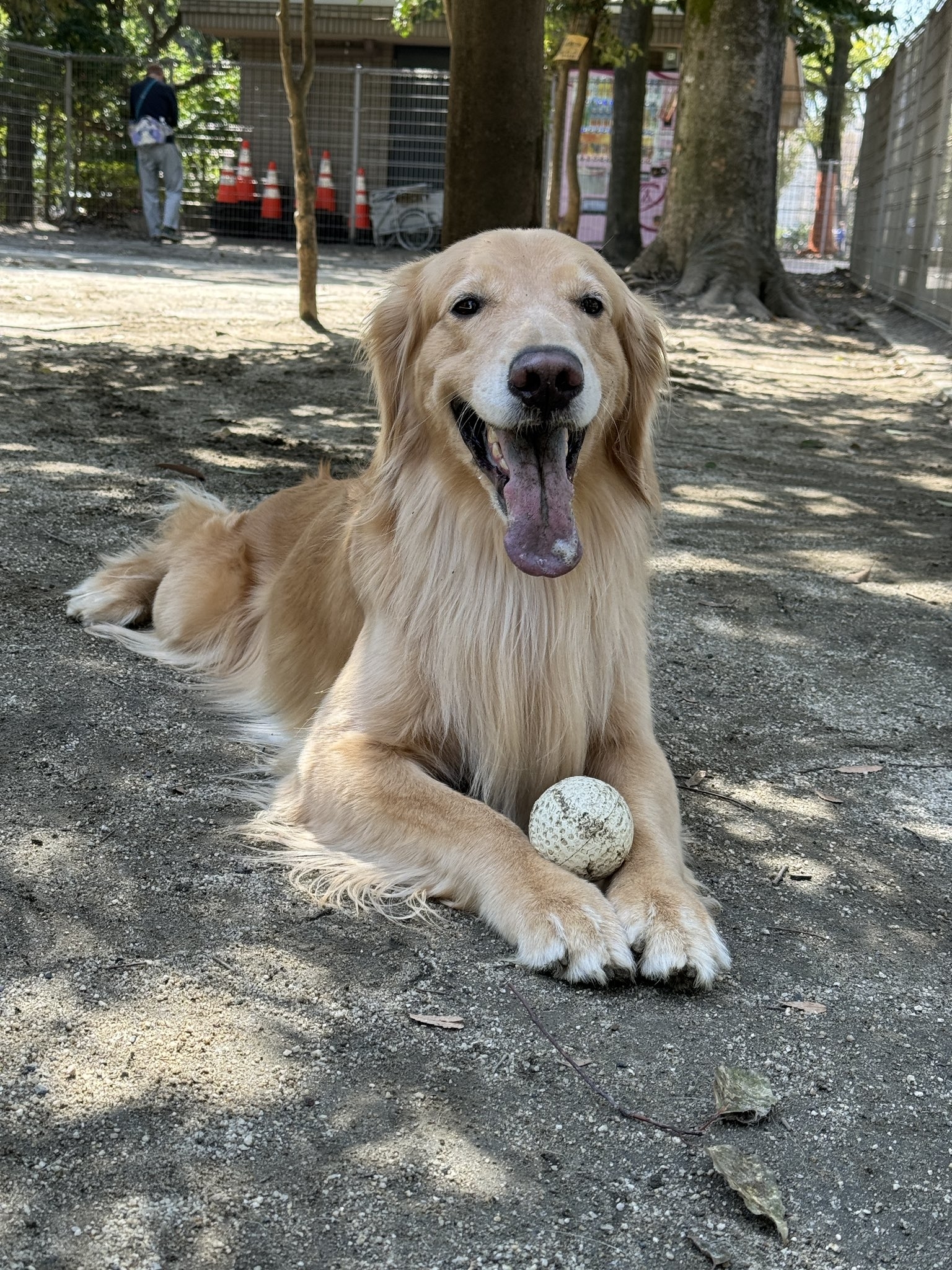 大型の犬がボールを持って横になっている。