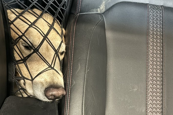 犬が車の後部座席の間隔から顔を覗かせている様子。また、座席にはマクドナルドのチキンマックナゲットのボックスとソースが見える。