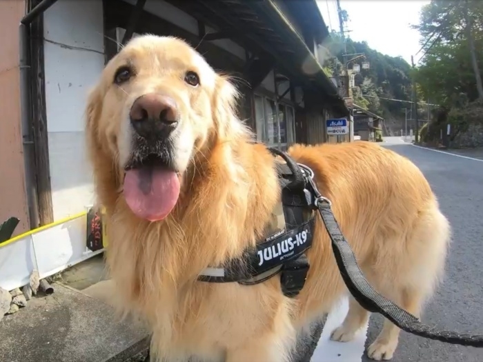 お散歩中のゴールデンレトリバー・ハルくん