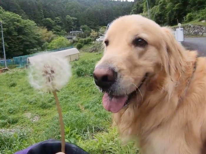 たんぽぽを見つめるゴールデンレトリバーのハルくん