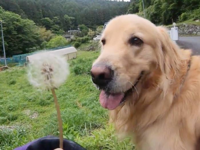 たんぽぽを見つめるゴールデンレトリバーのハルくん