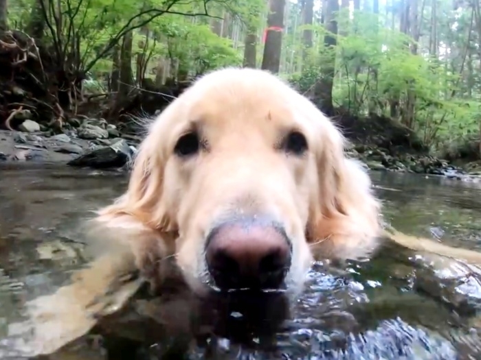 川に浸かってくつろぐゴールデンレトリバーのハルくん
