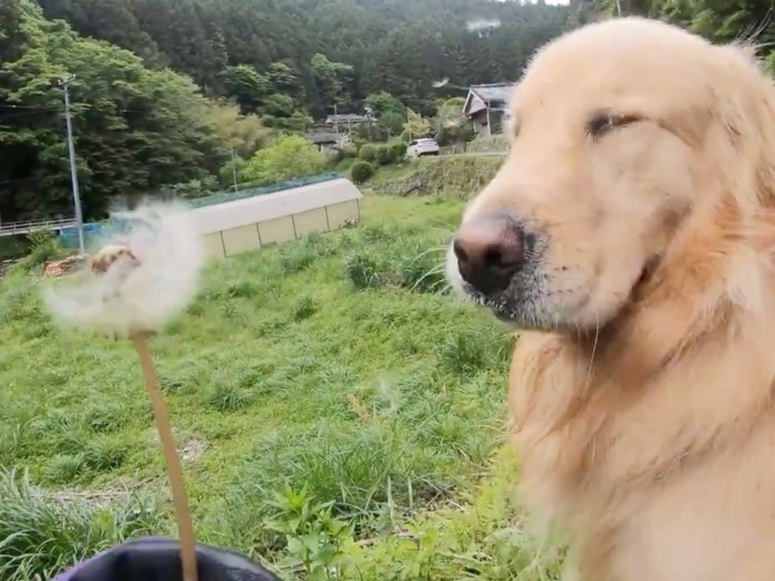 たんぽぽの綿毛に驚くゴールデンレトリバーのハルくん
