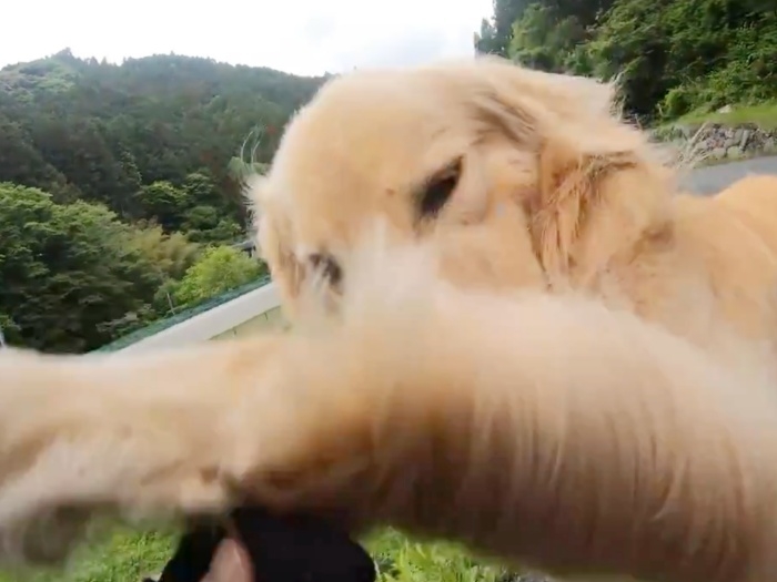 たんぽぽの綿毛をパンチするゴールデンレトリバーのハルくん