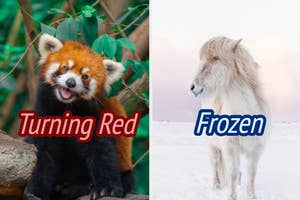 A red panda labeled "Turning Red" on the left and a white horse labeled "Frozen" on the right