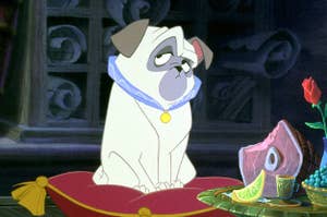Percy the pug from Pocahontas sits on a pillow next to food and a rose in an elegant setting