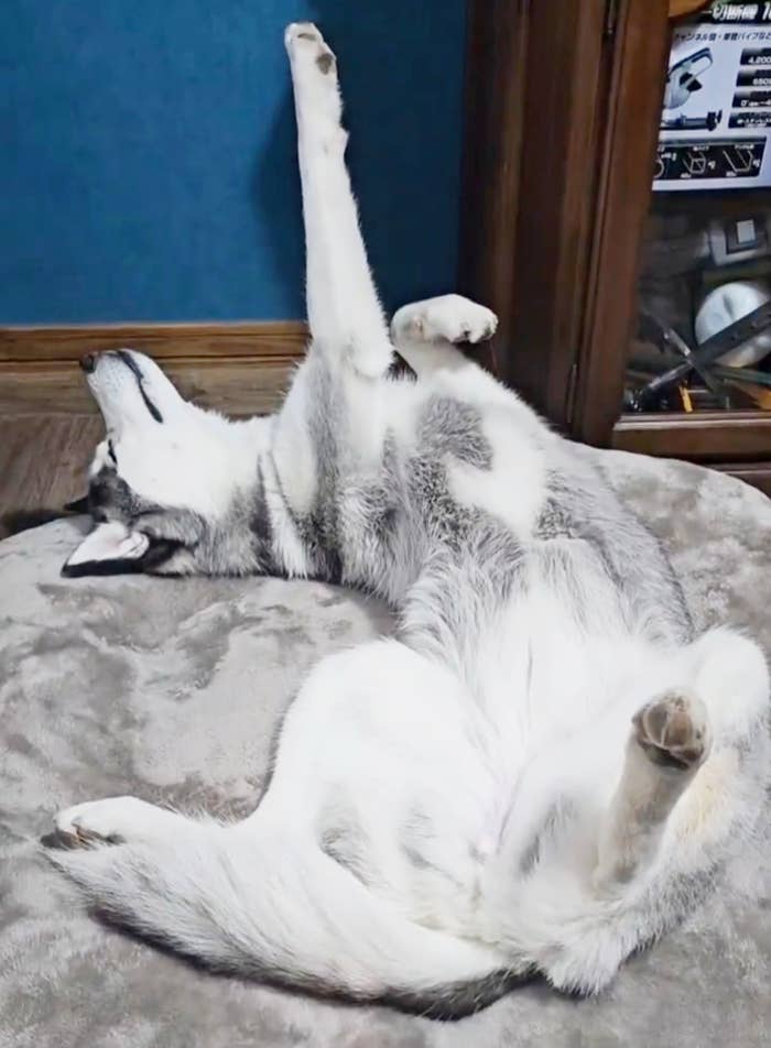 仰向けになって眠るシベリアンハスキーのムイちゃん