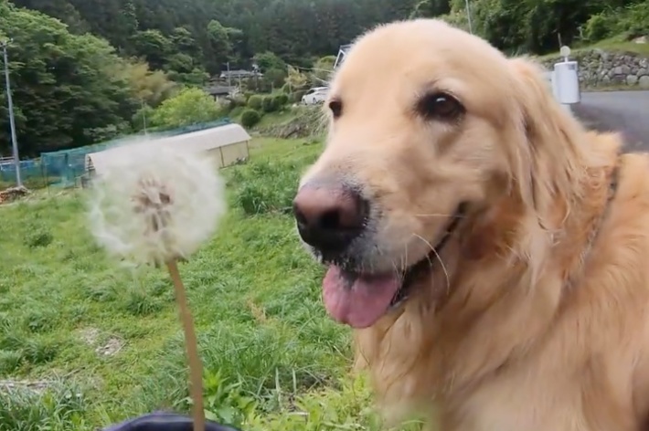 タンポポを見つめるハルくん