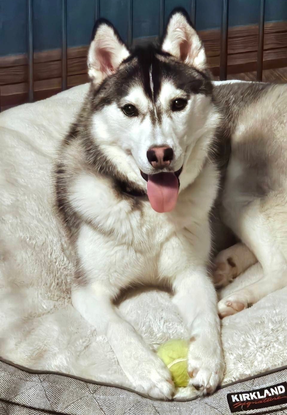 シベリアンハスキー（リラックスポーズ） ハスキー犬がポーズをとる。犬の走り、座り、飛び跳ねる動画