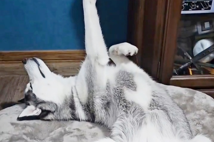 仰向けで眠りながら手を伸ばすムイちゃん