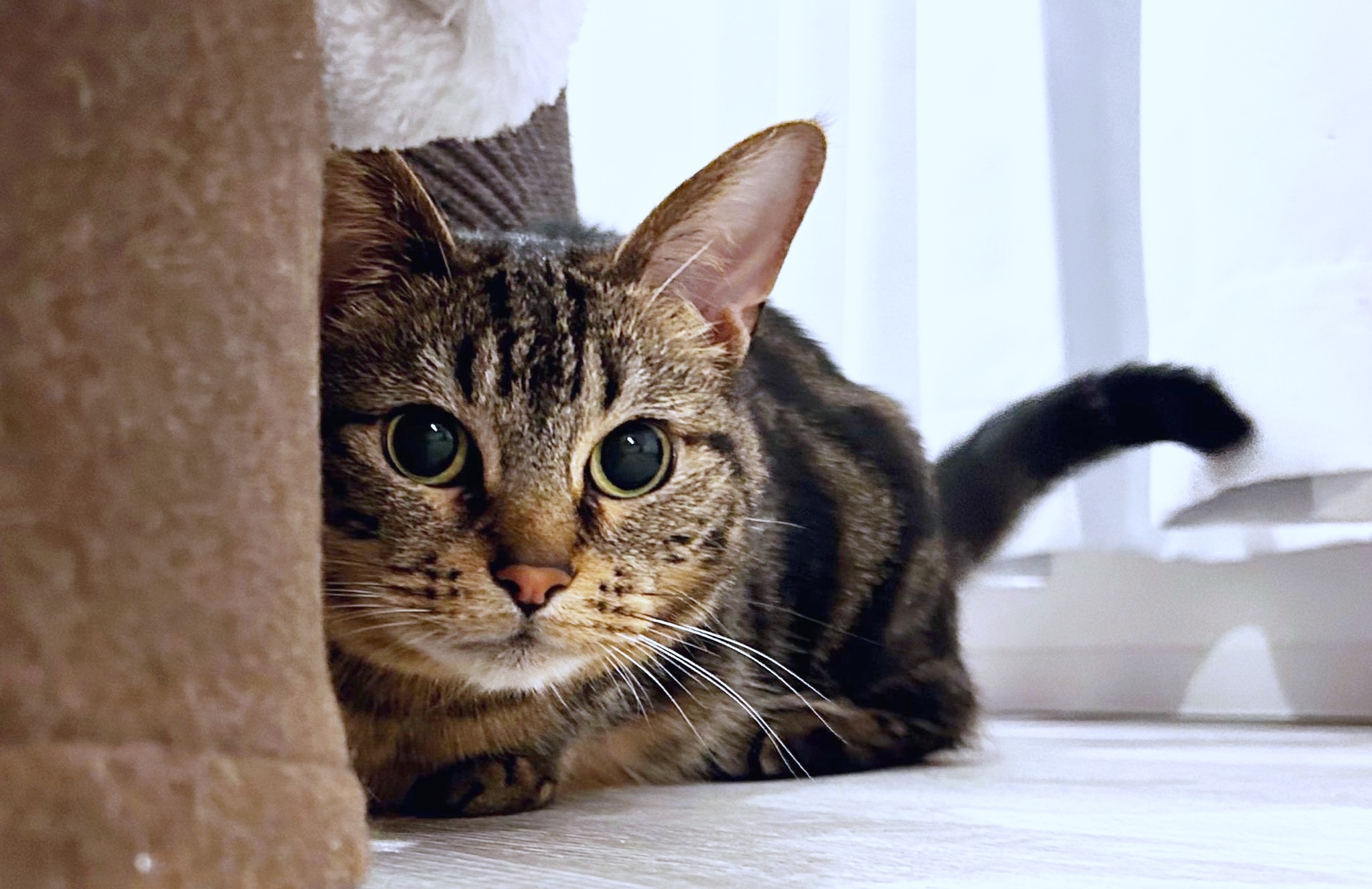 物陰からじっと見つめるウルちゃん