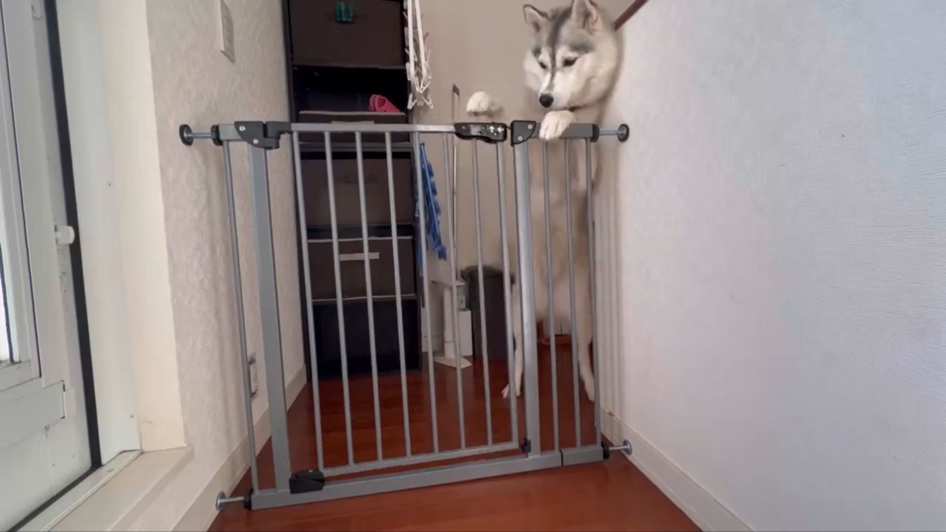 端に避けて扉を開けるさくらちゃん / Live with huskyさんのXより