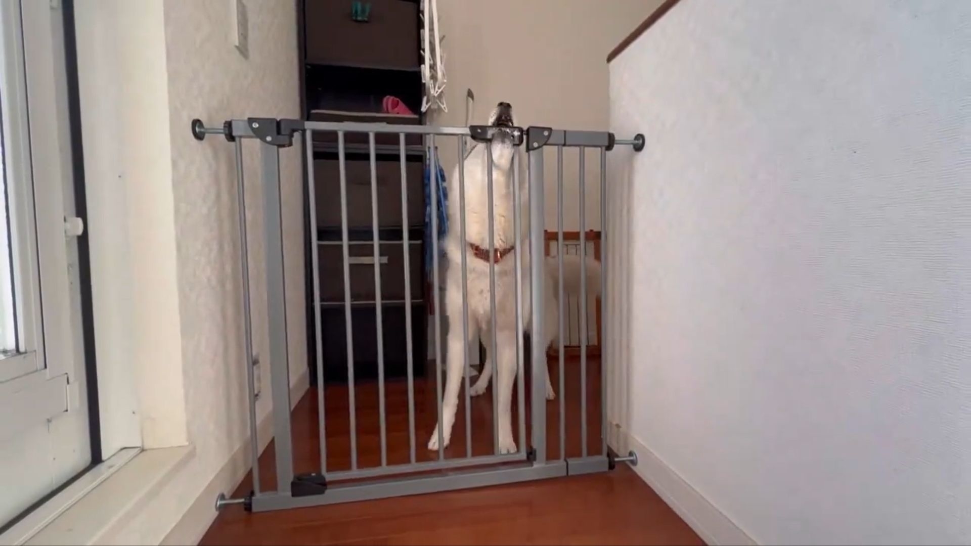 カギをくわえるさくらちゃん / Live with huskyさんのXより