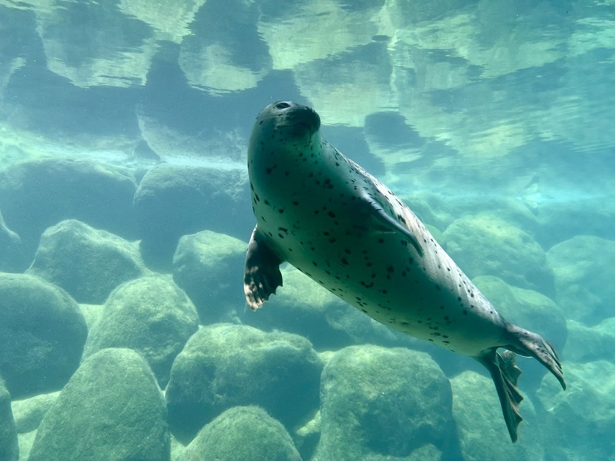 箱根園水族館のゴマフアザラシ（ガッチリカさんのXより）