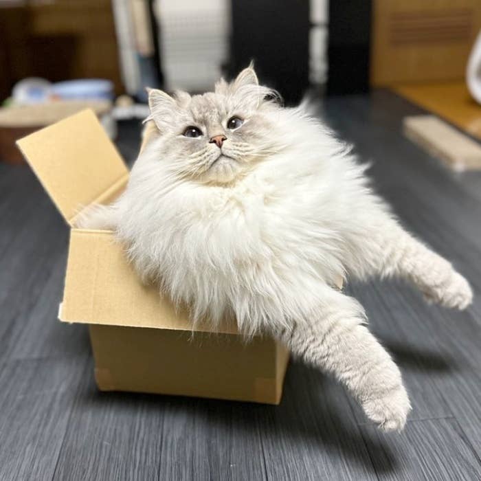 小さな箱に収まるいれぶんくん