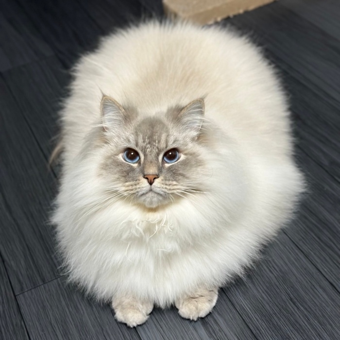 カメラを見上げるサイベリアンのいれぶんくん