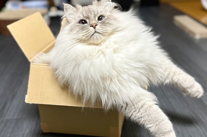 小さな箱にぎゅっと収まるいれぶんくん