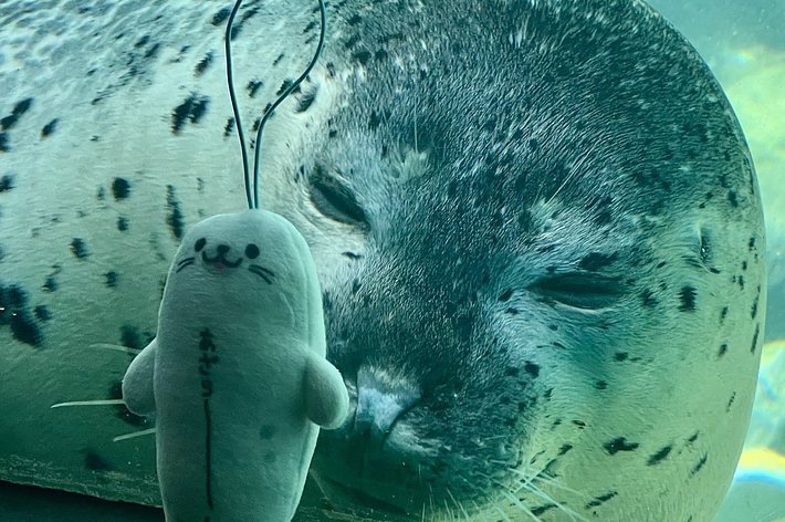 アザラシのぬいぐるみとアザラシがガラス越しに並んでいるアクアリウムの様子。