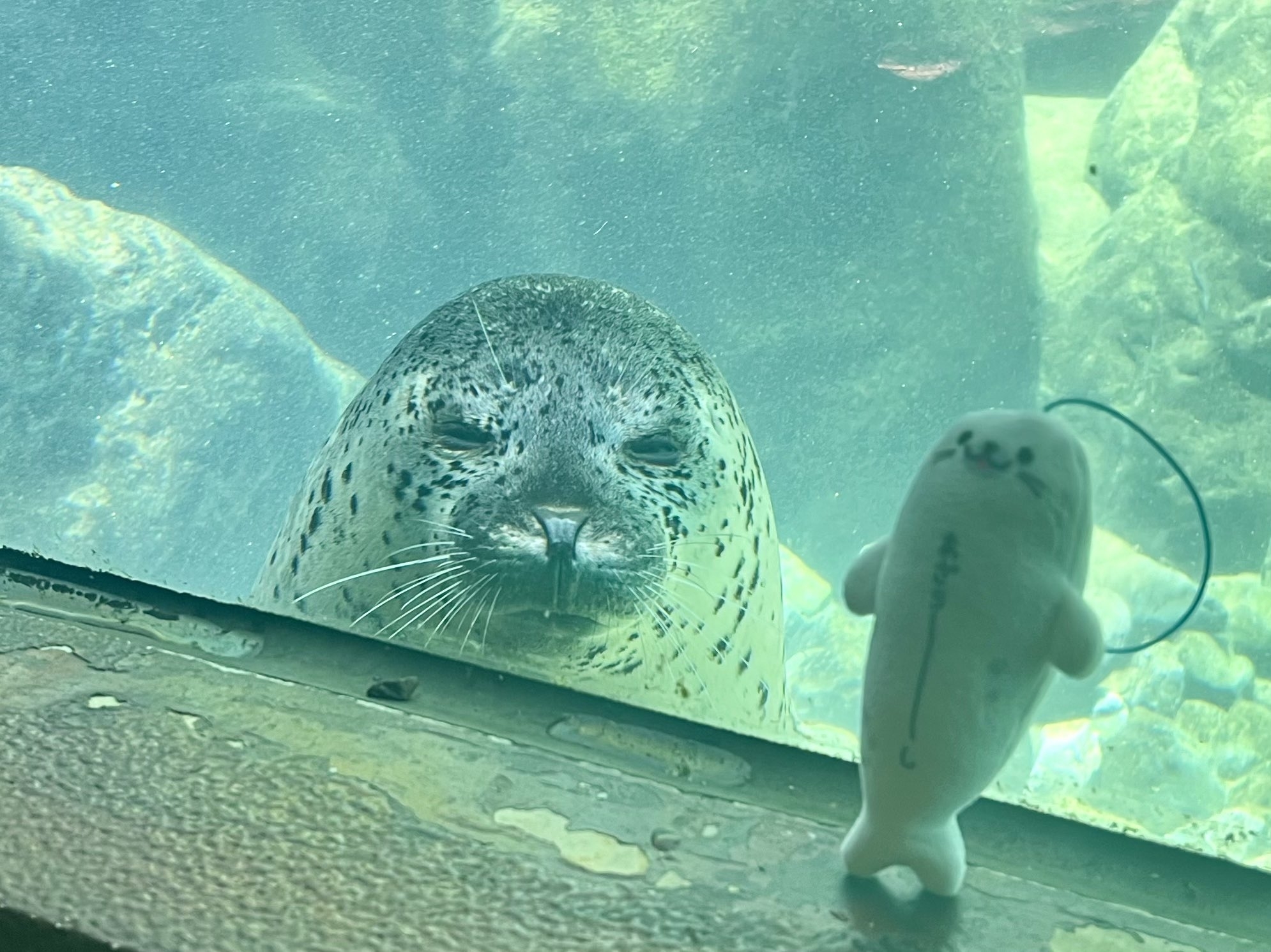 アザラシのぬいぐるみを見つめる箱根園水族館のゴマフアザラシ