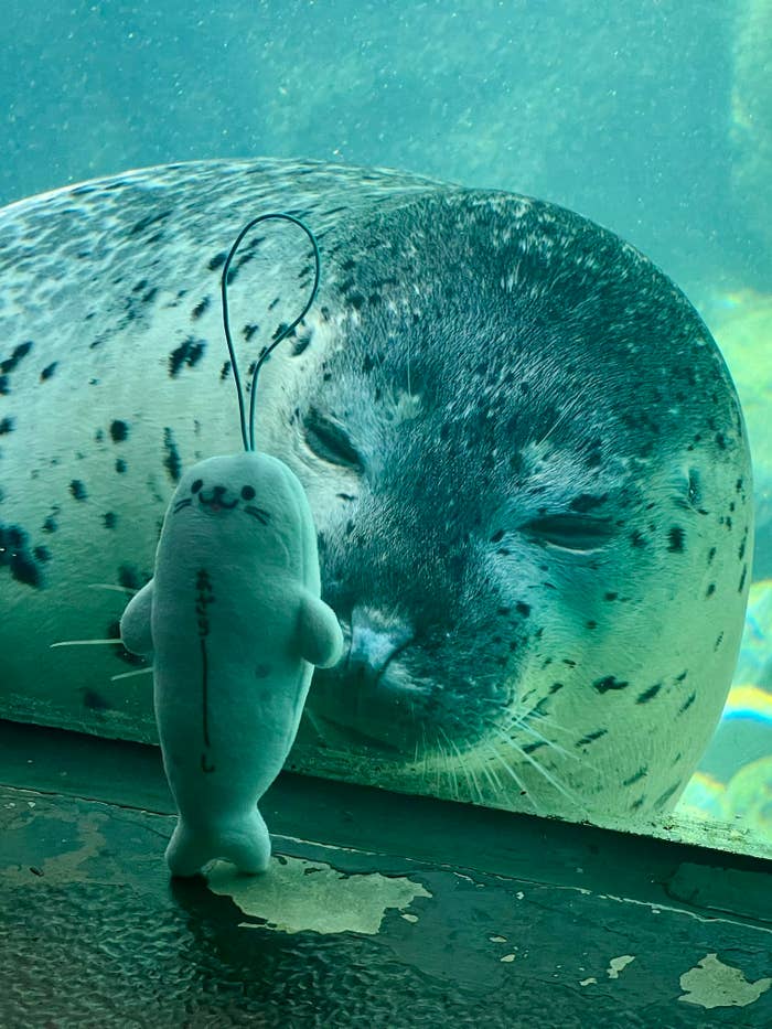 アザラシのぬいぐるみを見つめる箱根園水族館のゴマフアザラシ