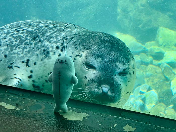 アザラシのぬいぐるみを見つめる箱根園水族館のゴマフアザラシ