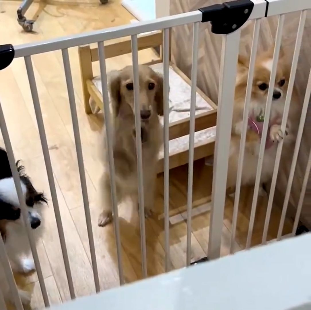 両手を使ってゲートを叩くちゃちゃちゃん / ちゃちゃ（飼い主）さんのXより