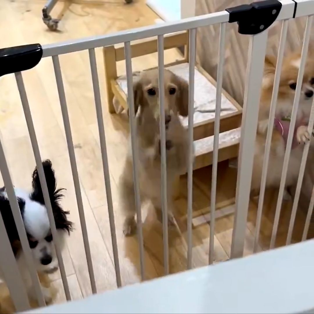 倍速で喜ぶちゃちゃちゃん / ちゃちゃ（飼い主）さんのXより