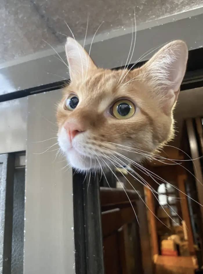 A cat peers through a small opening in a door, looking curiously into the room